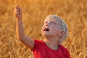 Blond boy looking up on ripe wheat field. Cute baby over field background