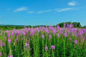 Summer meadow with blossoming pink fireweed flowers covered. Picturesque summer landscape - flowering Chamaenerion angustifolium or Epilobium angustifolium medicinal herb