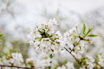 Apple or cherry branch with blossoms in spring. White florar background.