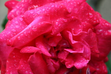 Fototapeta Przepiękna różowa róża w deszczu obraz