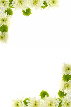 White And Green Flowers On A White Background