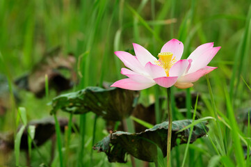 Lotus flower in natural water source Full bloom before noon