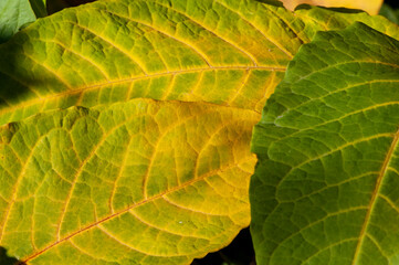 Autumn nature in the highlands. Colorful leaves on the trees, beautiful poetic views.
