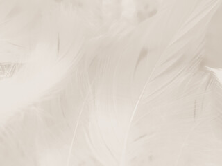 Beautiful abstract gray and white feathers on white background, soft brown feather texture on white pattern background, gray feather background