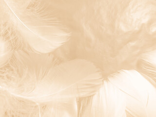 Obraz premium Beautiful abstract gray and white feathers on white background, soft brown feather texture on white pattern background, yellow feather background