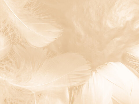 972,527 Brown Feathers Royalty-Free Images, Stock Photos & Pictures