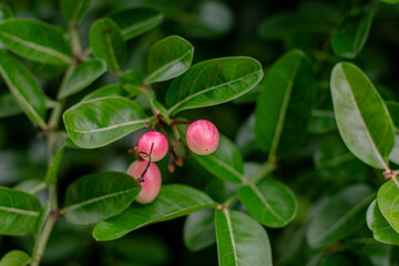 Obraz premium fresh fruit Carissa carandas among green leaf on tree