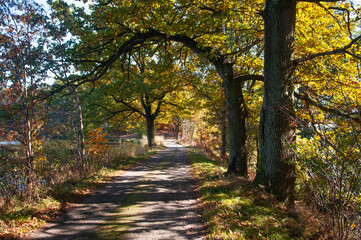 Autumn nature in the highlands. Colorful leaves on the trees, beautiful poetic views.