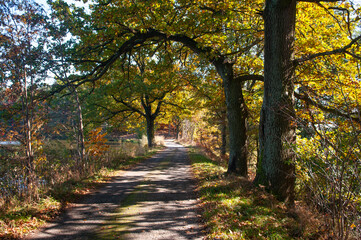 Fototapeta na wymiar Autumn nature in the highlands. Colorful leaves on the trees, beautiful poetic views.