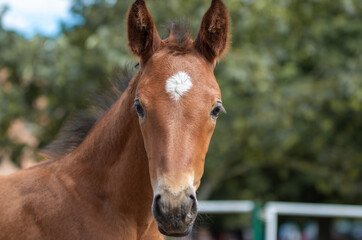 Fototapeta premium Trakehner Fohlen