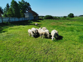 Fototapeta na wymiar Sheep grazing in a green meadow.