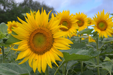 Sonnenblumen im Elsass im Juli