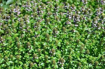 Thyme herb growing in garden. Thymus vulgaris