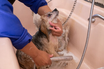 groomer washing two small dogs in a bath out of focus with grain