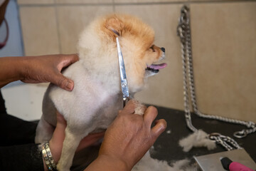 groomer cutting face of a small brown dog in a doggie parlour with scissors 