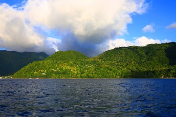 Lush Caribbean forest