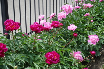 Fototapeta na wymiar Crimson and pink flowers of peonies in the garden in May