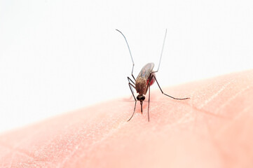 Mosquitoes sucking blood from human skins/ with copy space