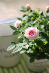 pink roses on a green background
