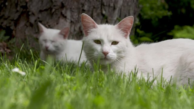white cats resting in the grass