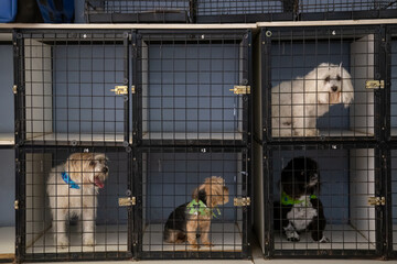 Puppy dogs in square kennel cages looking at the camera two cages empty