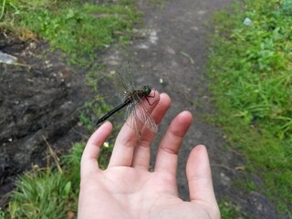 dragonfly