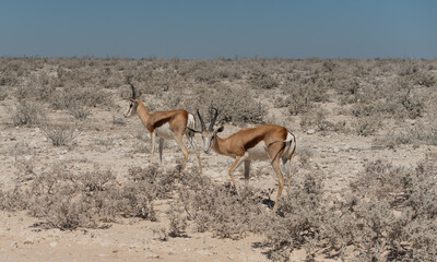 Kalahari Springbock im Naturreservat Etosha National Park Namibia Südafrika
