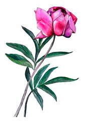Watercolor illustration of pink summer single peony with leaves for design on white isolated background