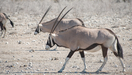 Oryxantilopen im Naturreservat Etosha Nationalpark Namibia Südafrika