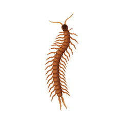 Scolopendra Insect, Pest Control and Extermination Concept Vector Illustration on White Background