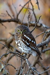 African barred owlet