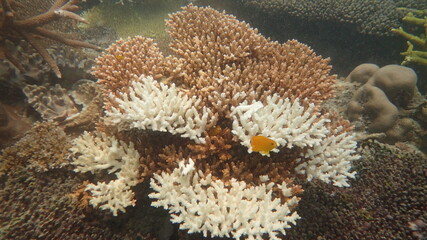 Fototapeta na wymiar The coral disease at natural reef