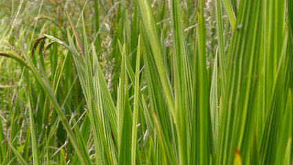 Fototapeta na wymiar Green grasses near the river, in South East Cornwall, UK