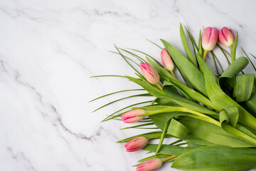 Spring flower pink tulips