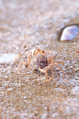 Ghost crab and camouflage scoreboards on the sand close up .