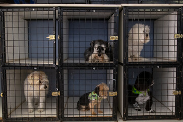 Puppy dogs in square kennel cages looking at the camera one cage open