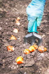 Gardening. Hands of active caucasian woman are seeding (sowing) bulb of flowers in the soil.