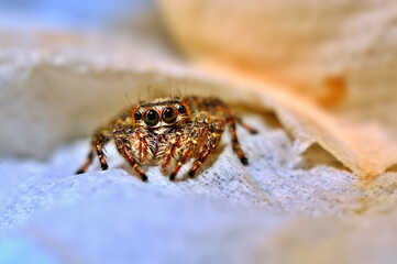 jumping spiders, male, close up