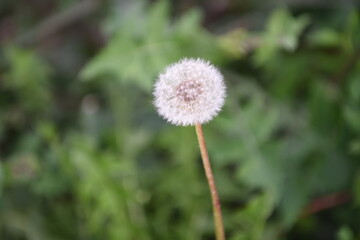 
dandelion on a beautiful summer day with green background