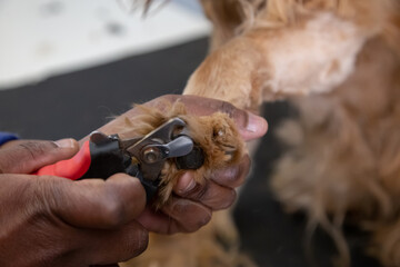 worker busy grooming a cocker spaniel dog clipping toe nails