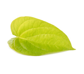 Isolate on white background of the natural leaves Betel texture with young plant on sunny day.