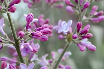 Fototapeta na wymiar Lilac flowers. Purple unopened buds. Immature. Branch of the bush.