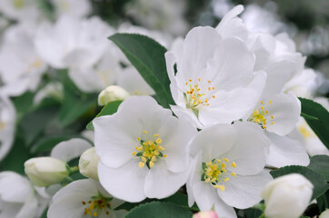 Fototapeta na wymiar Blooming apple tree. White flowers. Spring flowering. Pollen. Stamen. Petal.