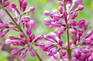 Fototapeta premium Lilac flowers. Purple unopened buds. Immature. Branch of the bush.