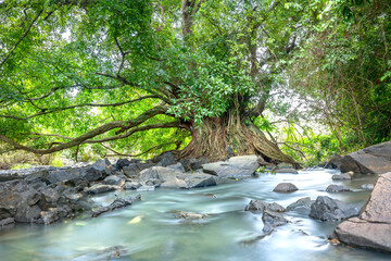 Ancient Ficus bengalensis grows by stream in a tropical forest. The tree has the widest crown in...