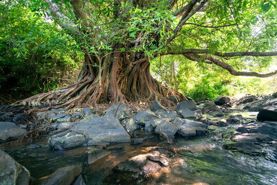 Ancient Ficus bengalensis grows by stream in a tropical forest. The tree has the widest crown in the world, its roots grow into a trunk and is several hundred years old