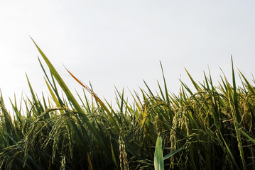 soft focus rice seeds in the afternoon,
