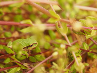 Tree frog in green grass, close up.