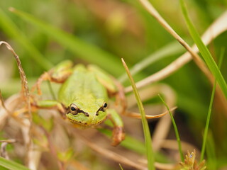 Tree frog in green grass, close up.