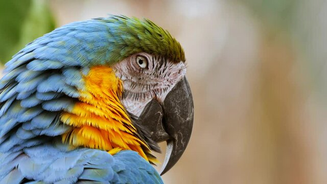 Close up shot of a Blue and yellow Macaw parrot enjoying the good weather
